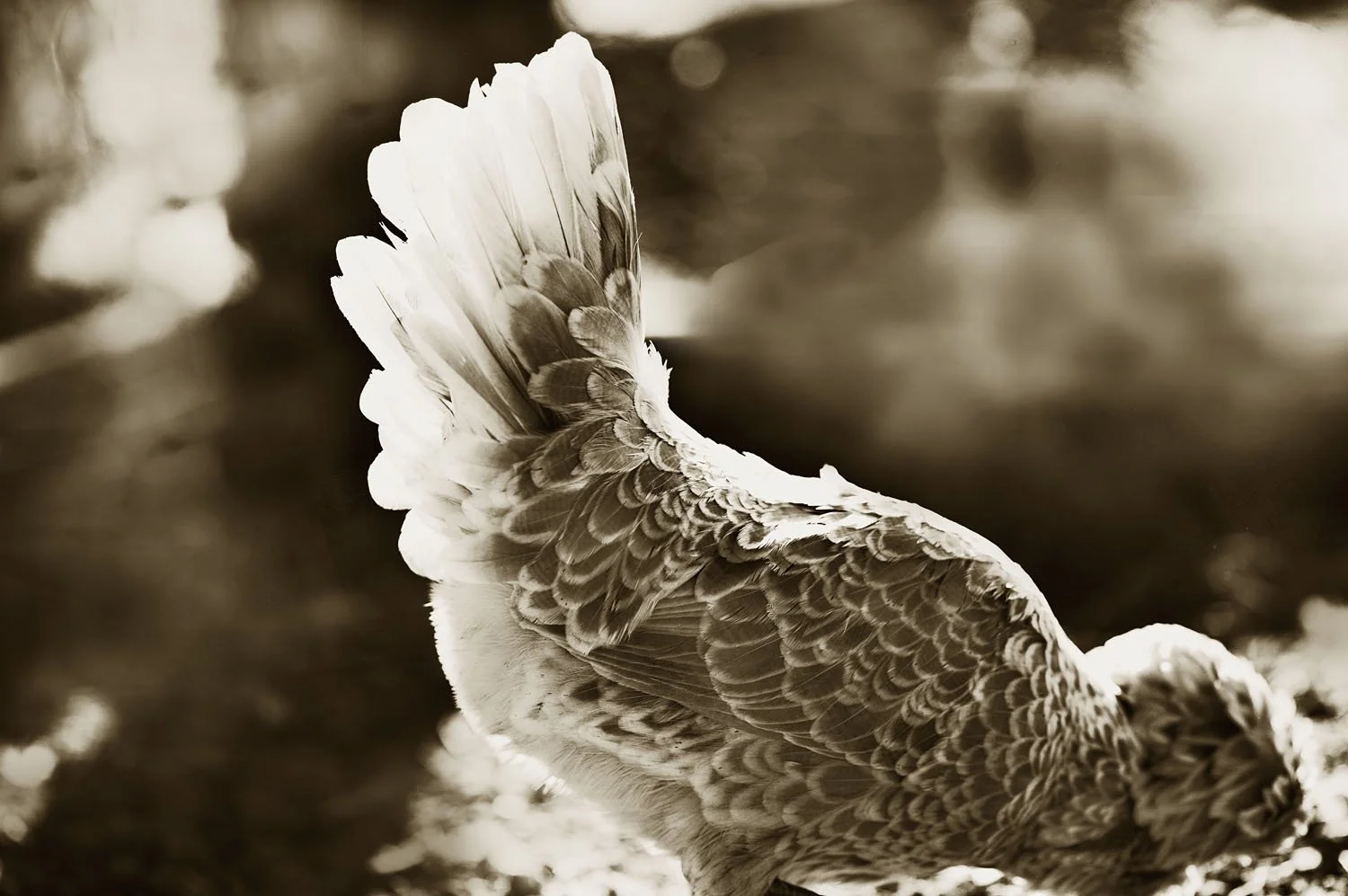 Silver Polish Bantam 2
