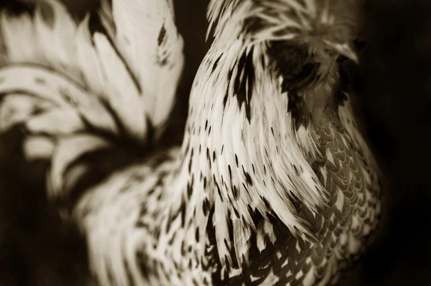 Silver Polish Bantam 1