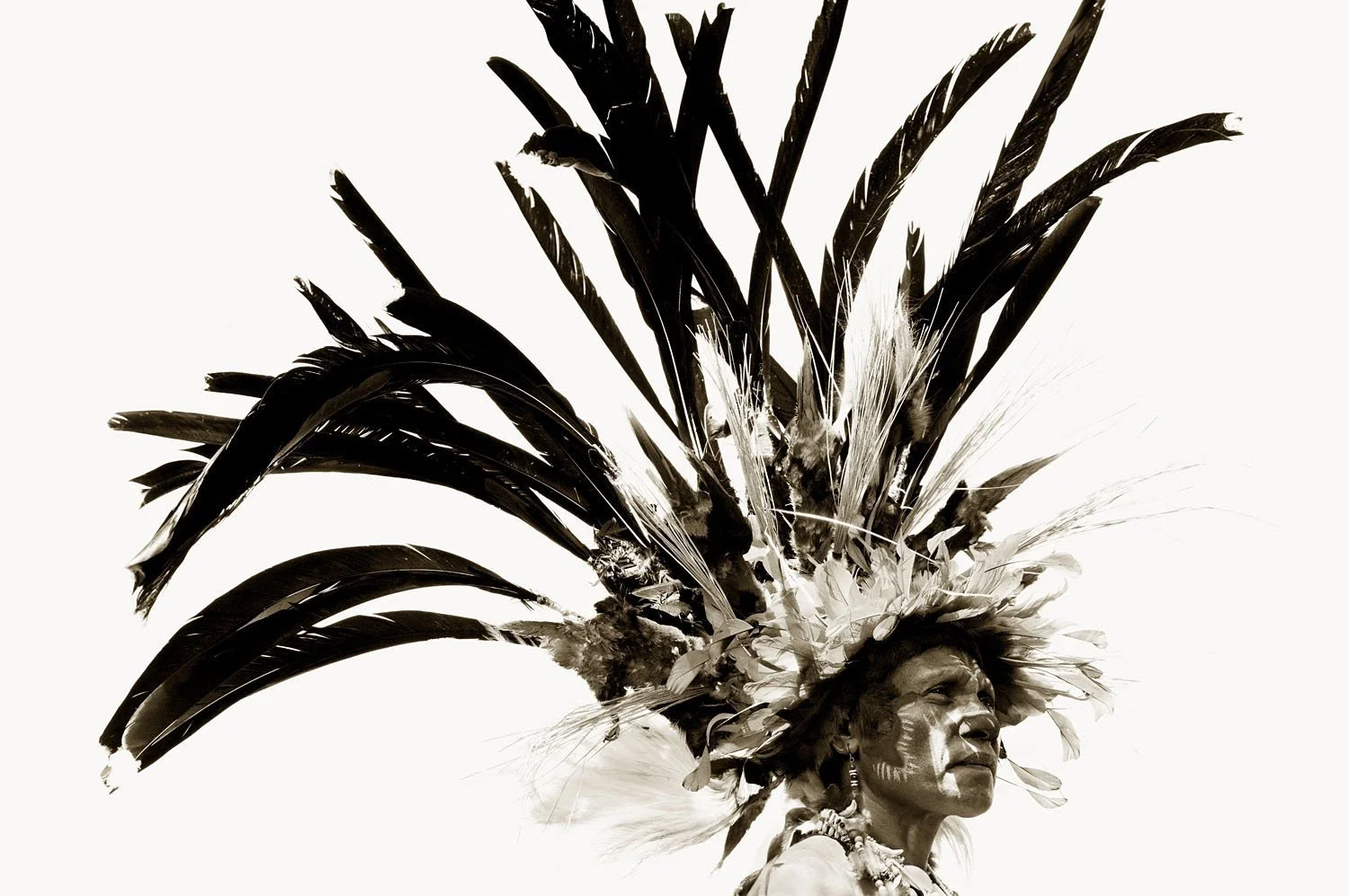 Bird Of Paradise