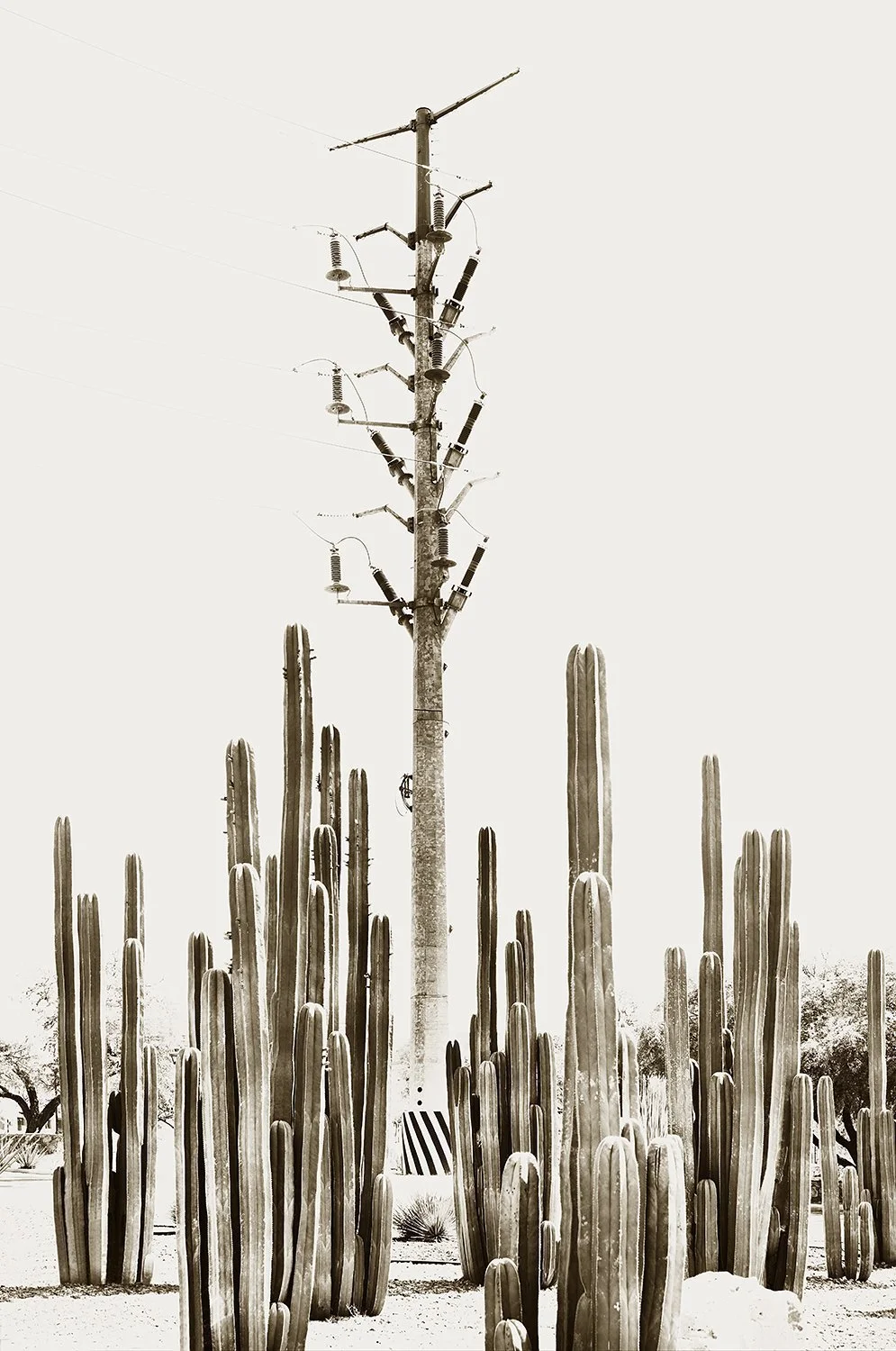 Santa Cecilia