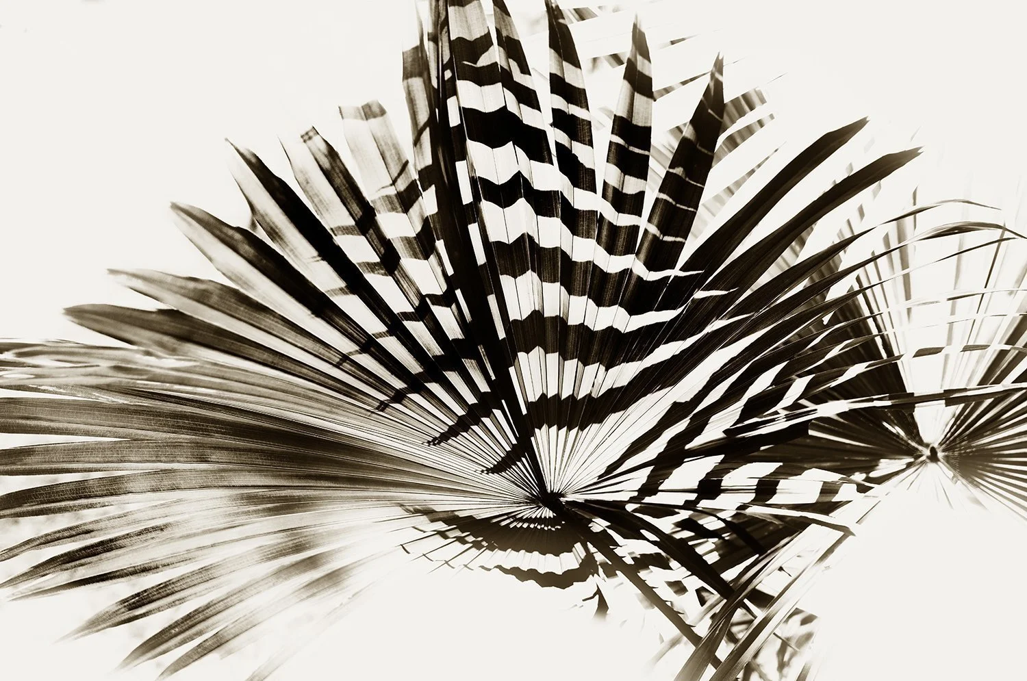 Pleat Shadows