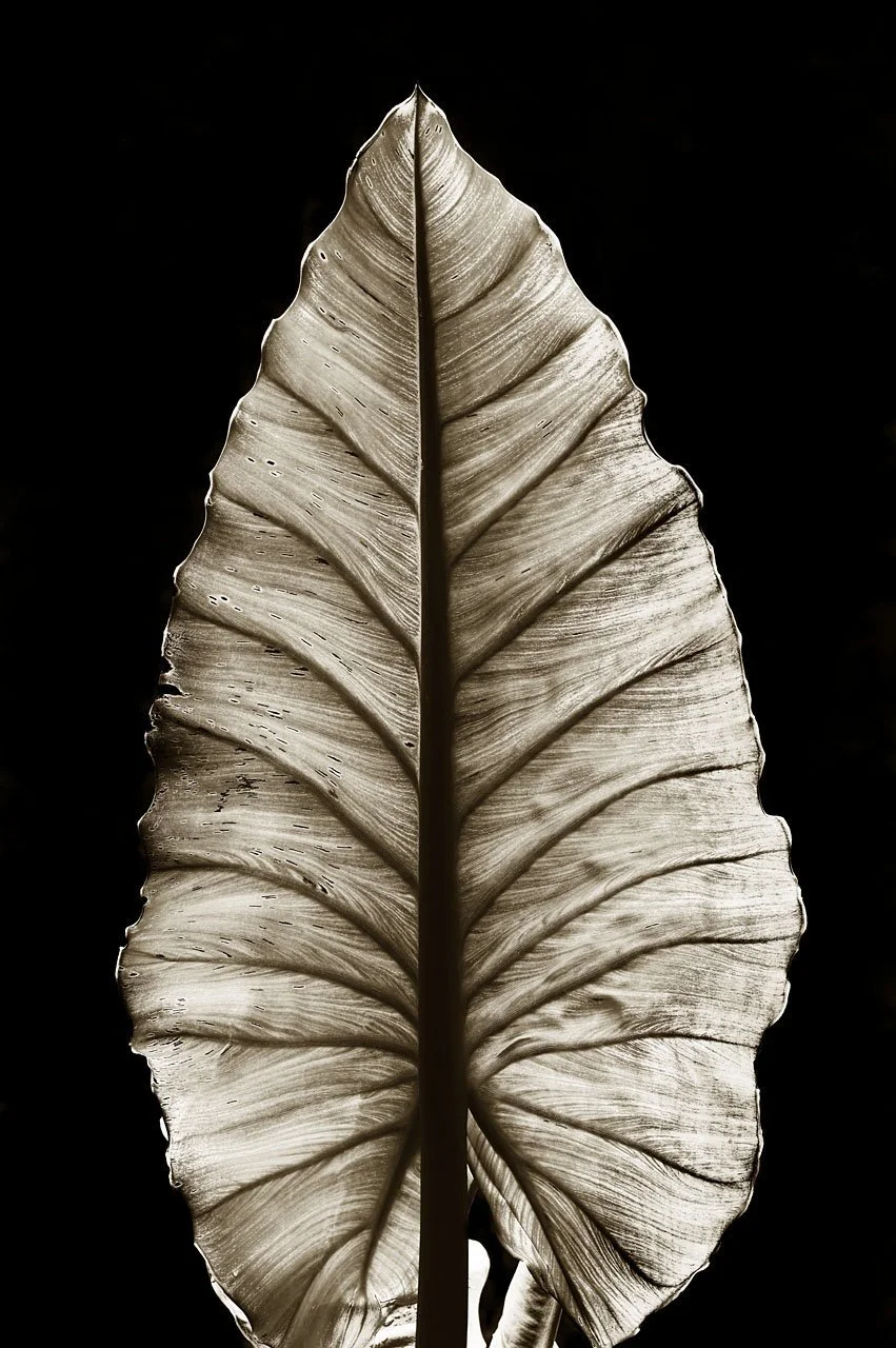 Elephant Ear