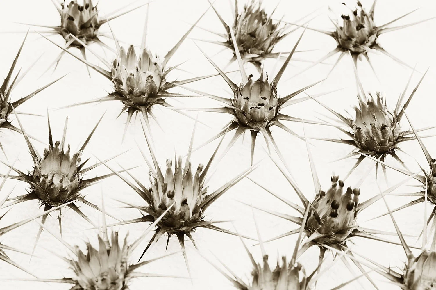 Seed Pods