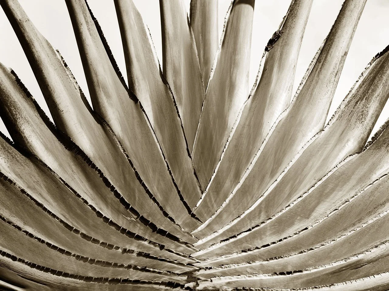 Traveller Palm 1