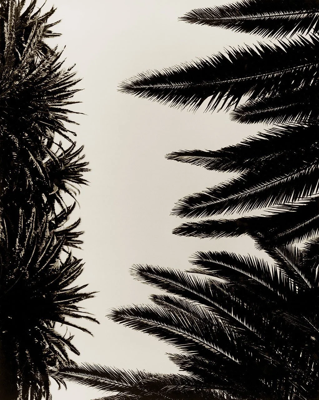 Palm Fronds