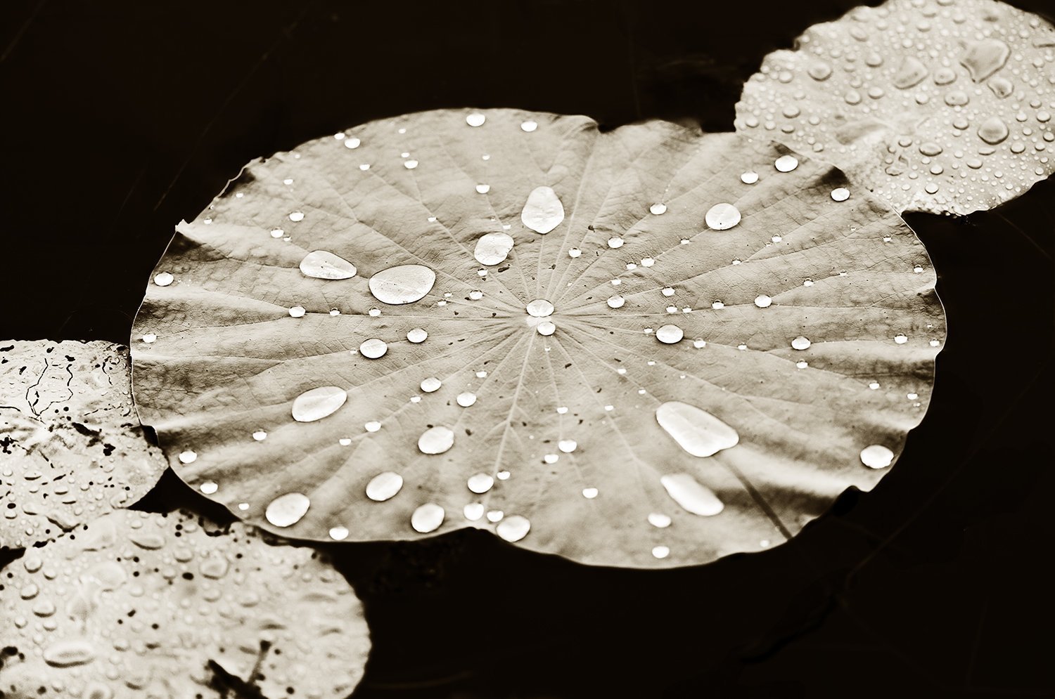 Lilly Pad
