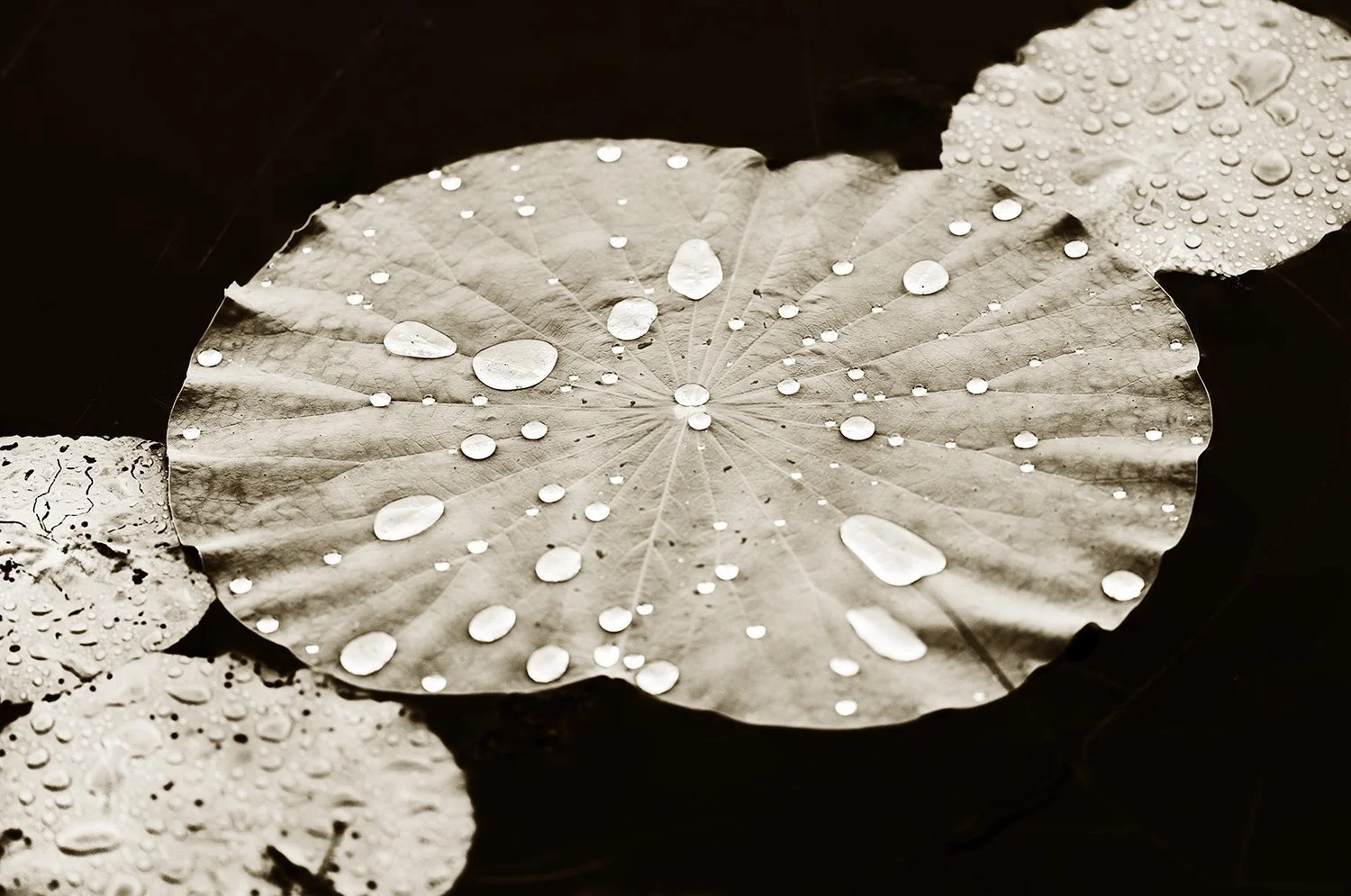 Lilly Pad