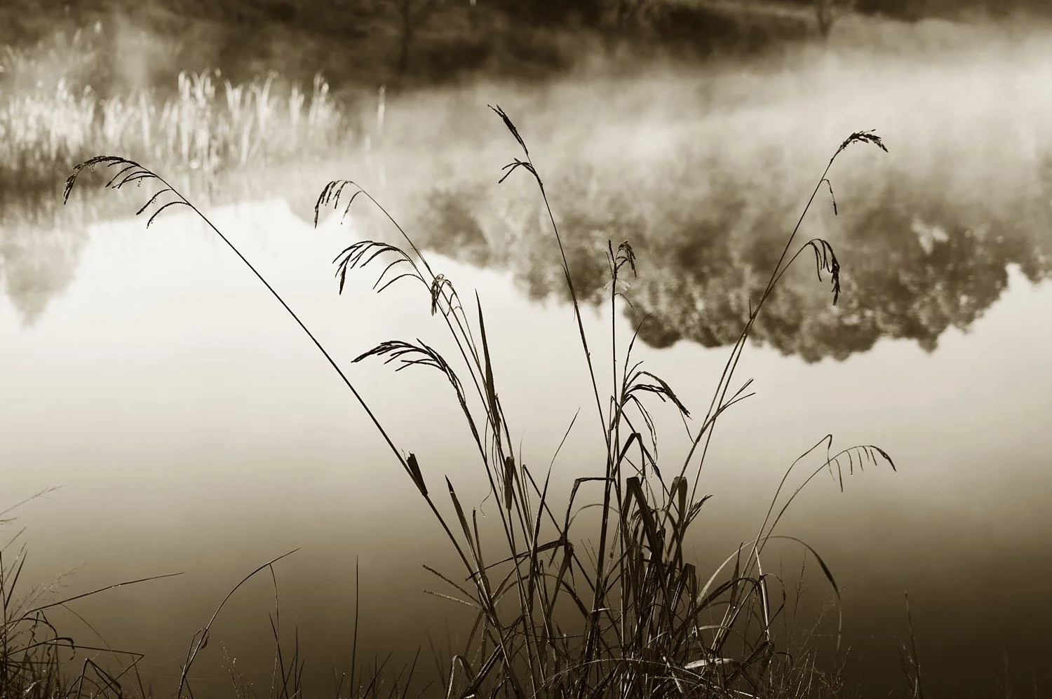 Grasses