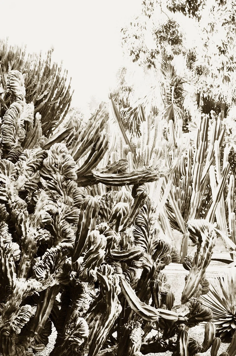 Majorelle