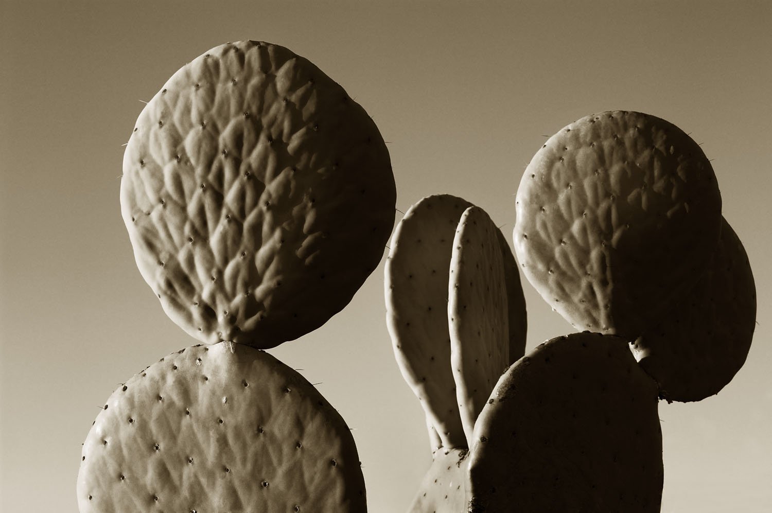 Prickly Pear