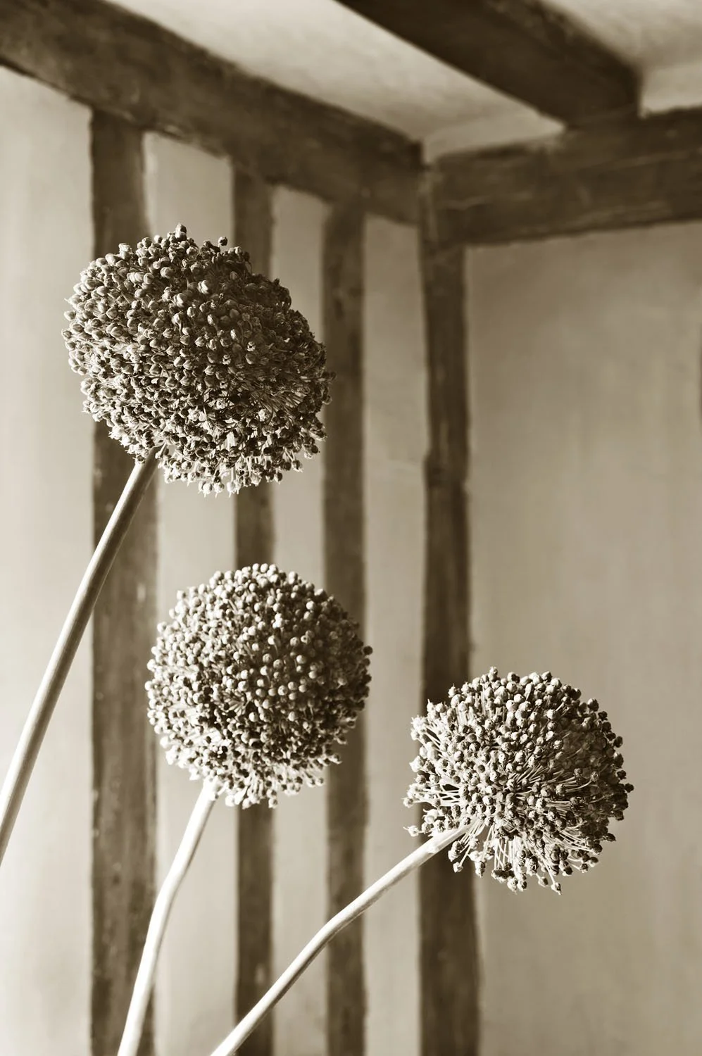 Allium