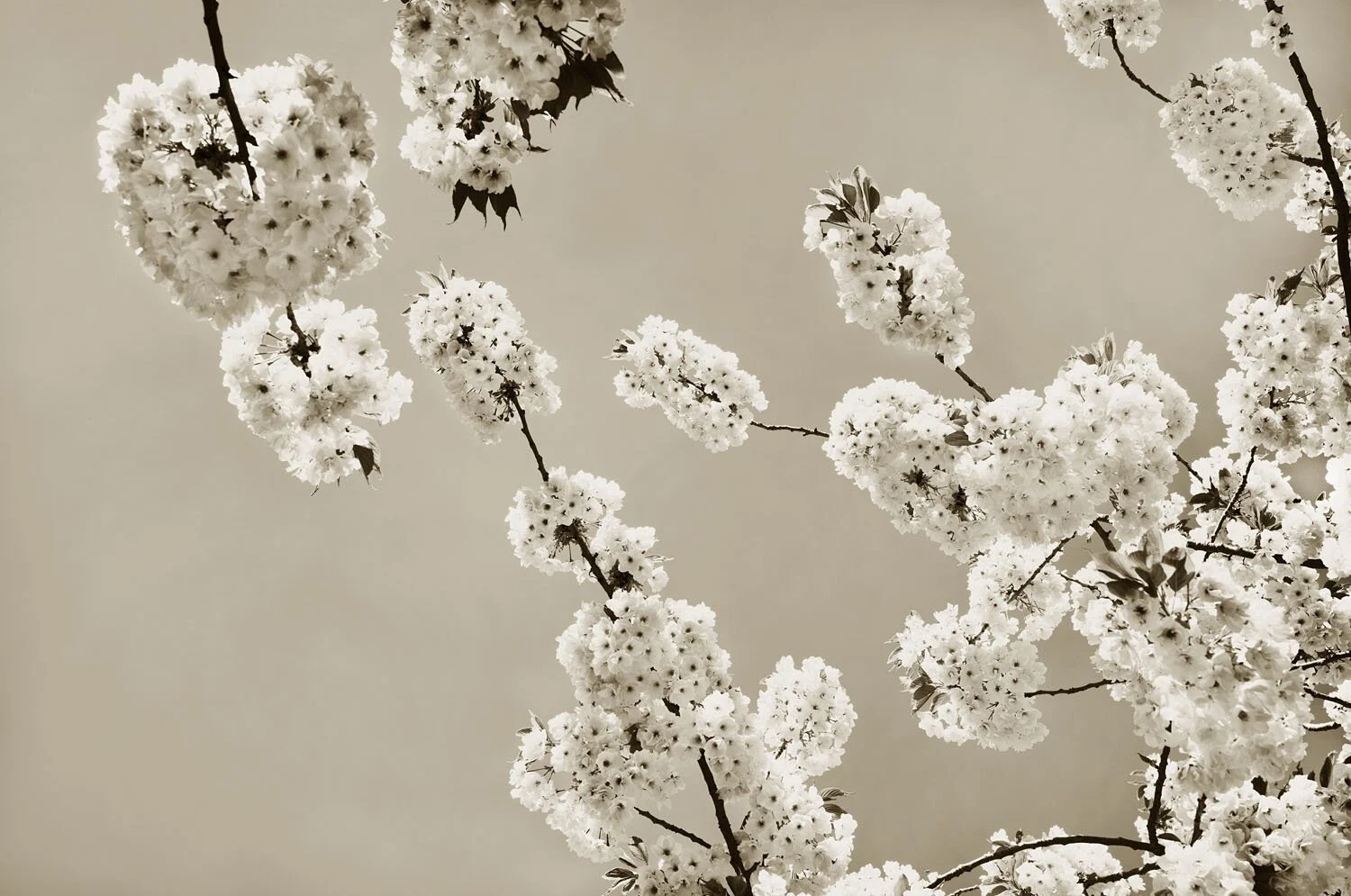 Burgeon