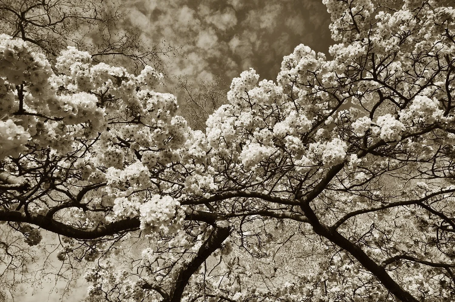 Spring