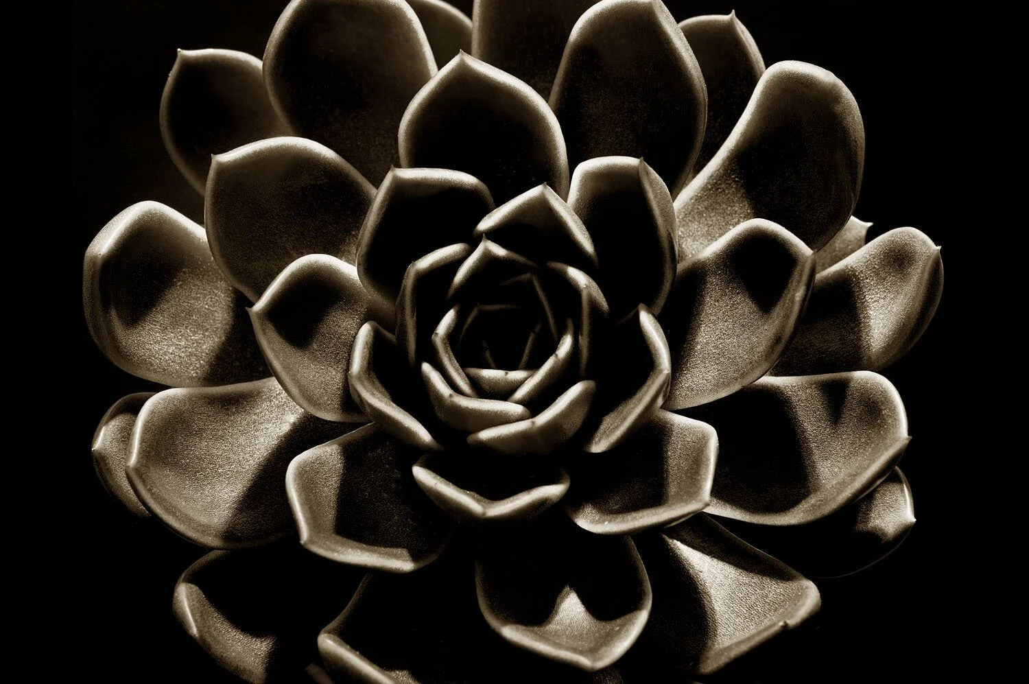 Echeveria Mira