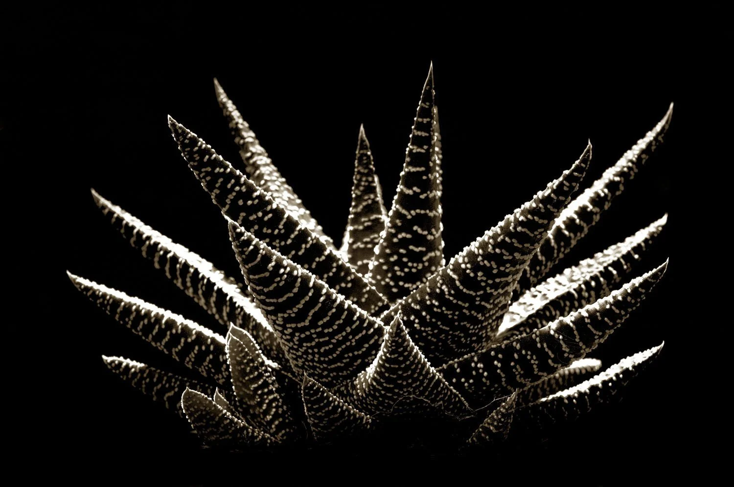Haworthia