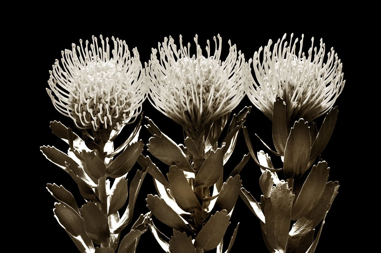 Pincushion Protea