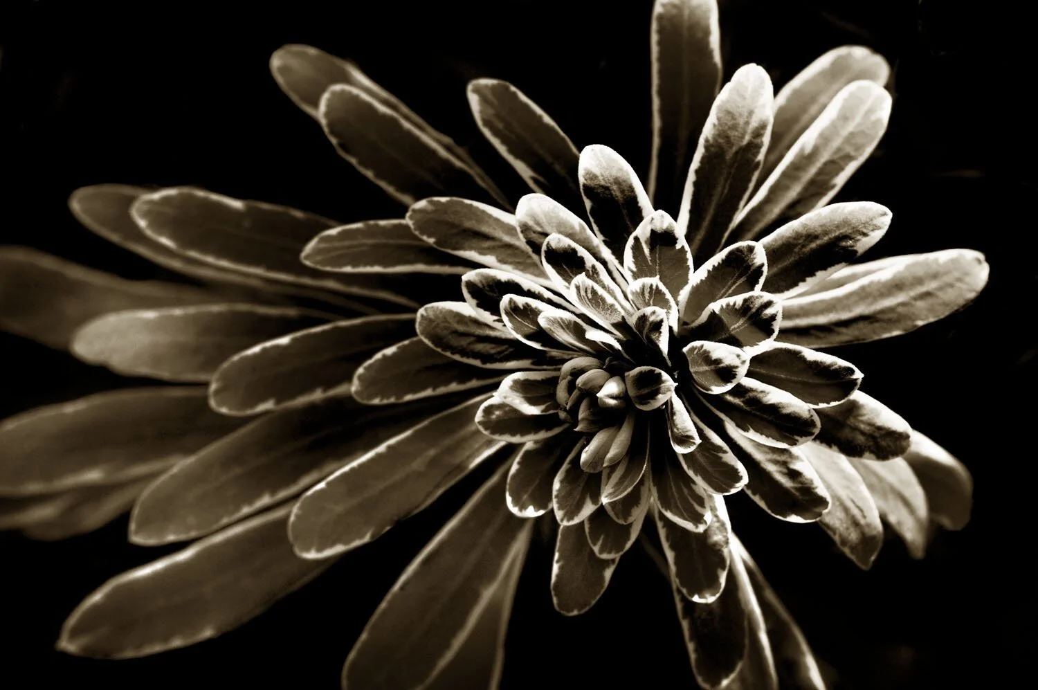 Euphorbia