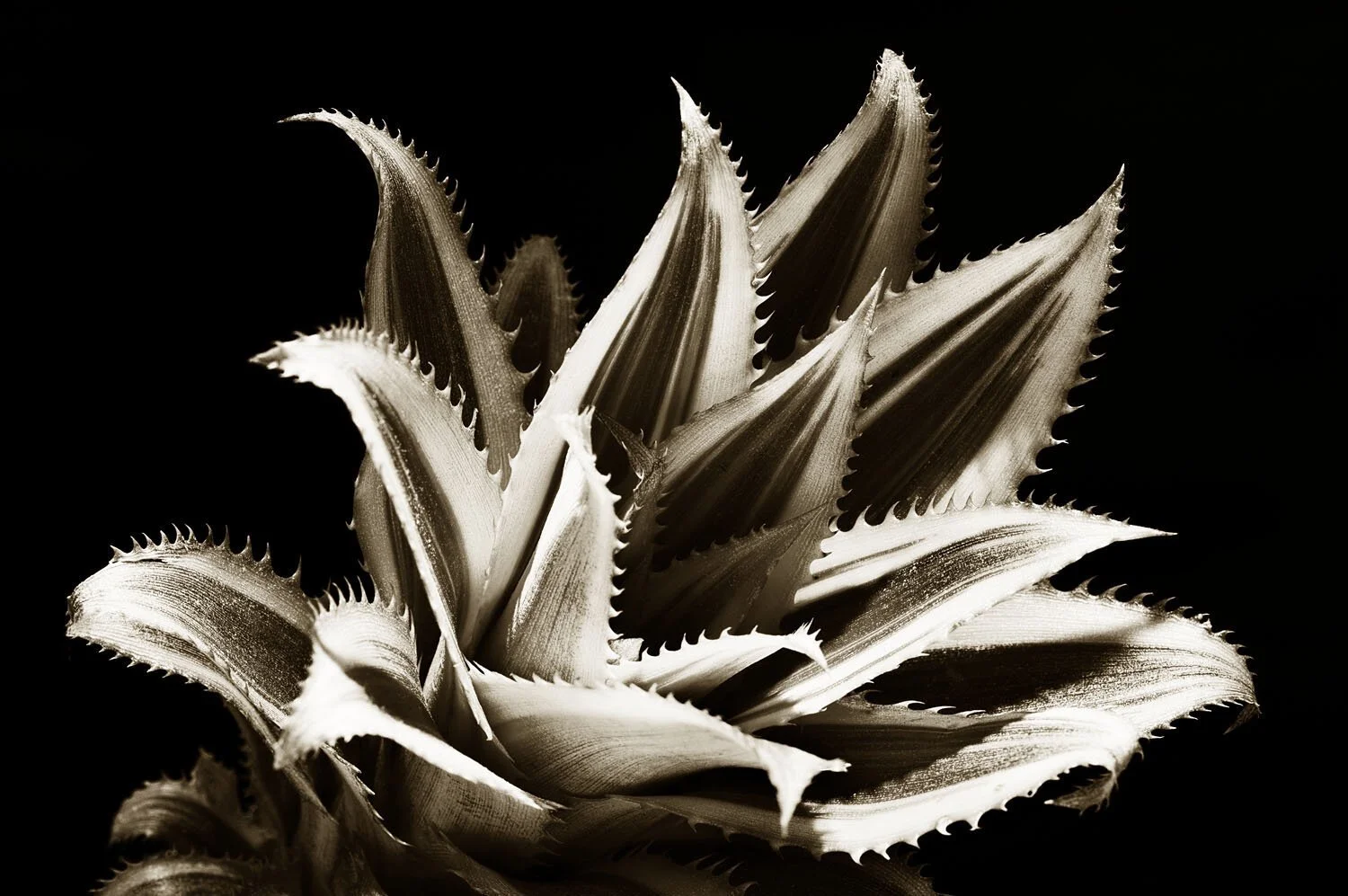 Ornamental Pineapple