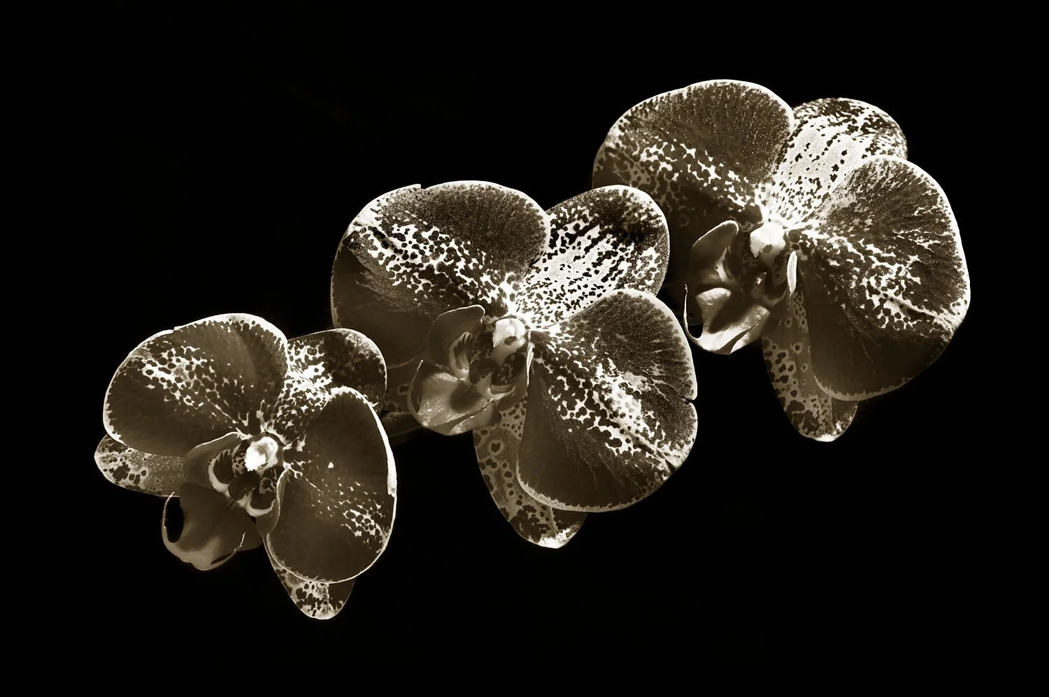 Orchid 1