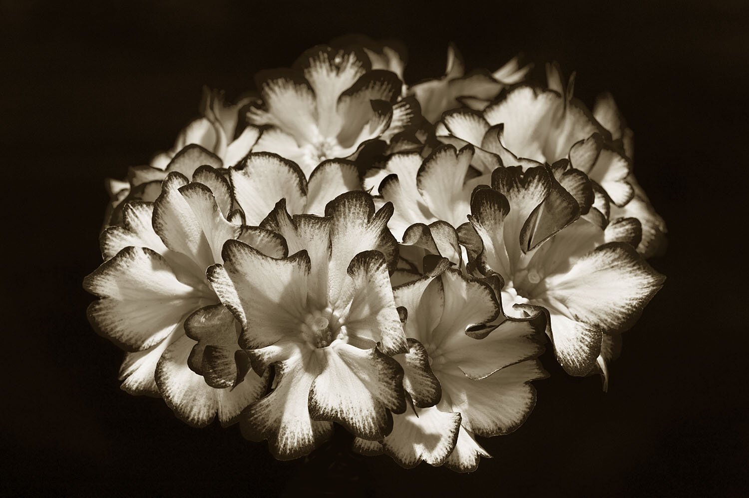 Primula