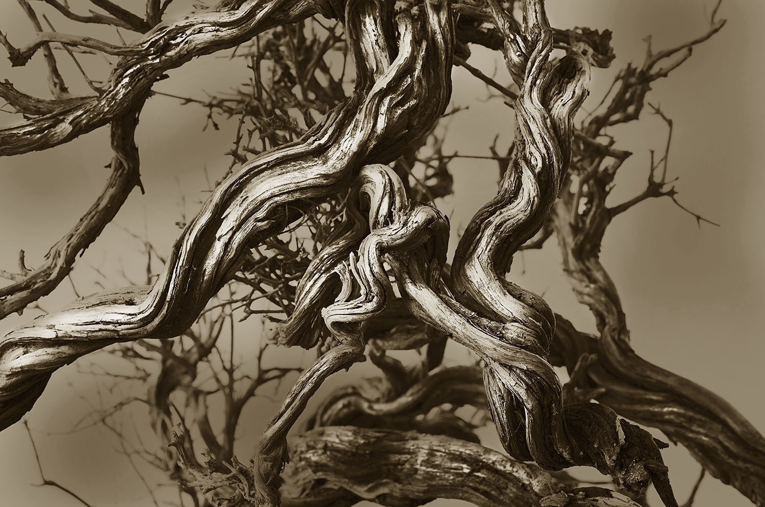 Deadwood 