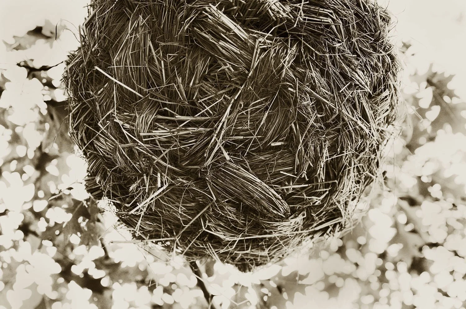 LBJ Nest