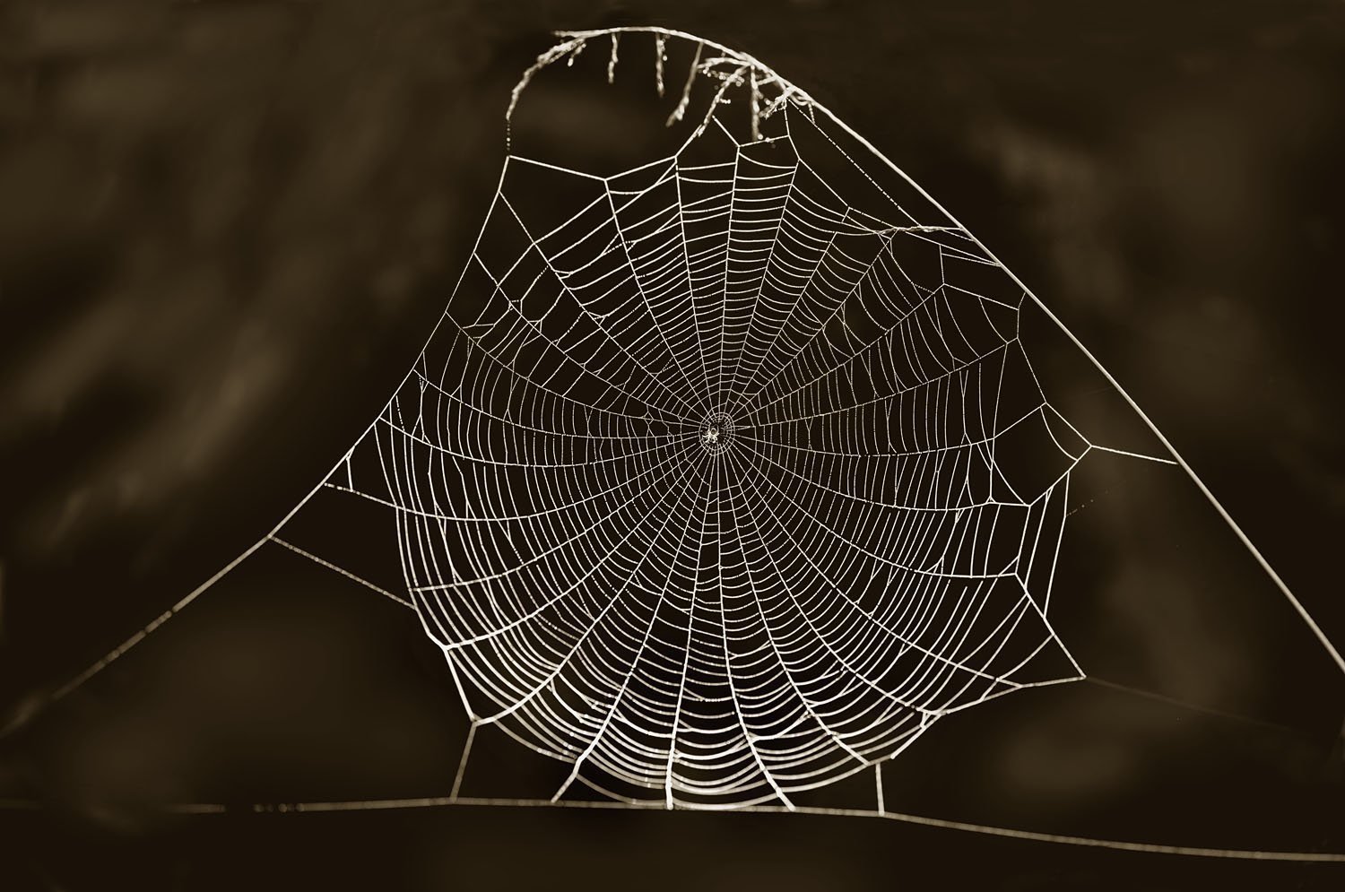 Cobweb