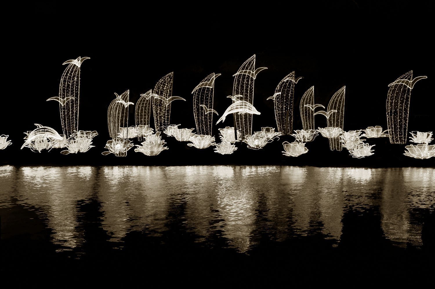Seagulls