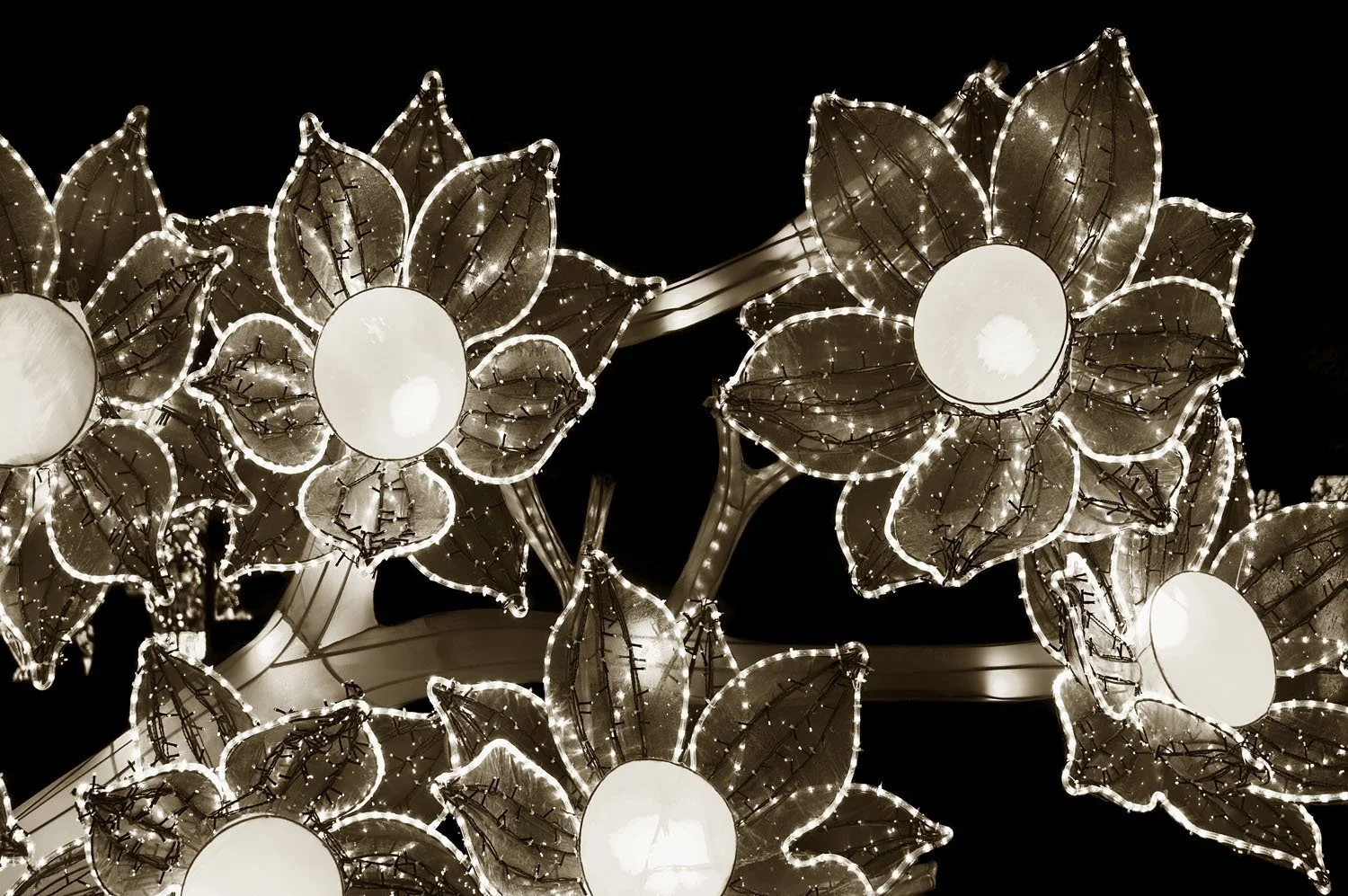 Petals
