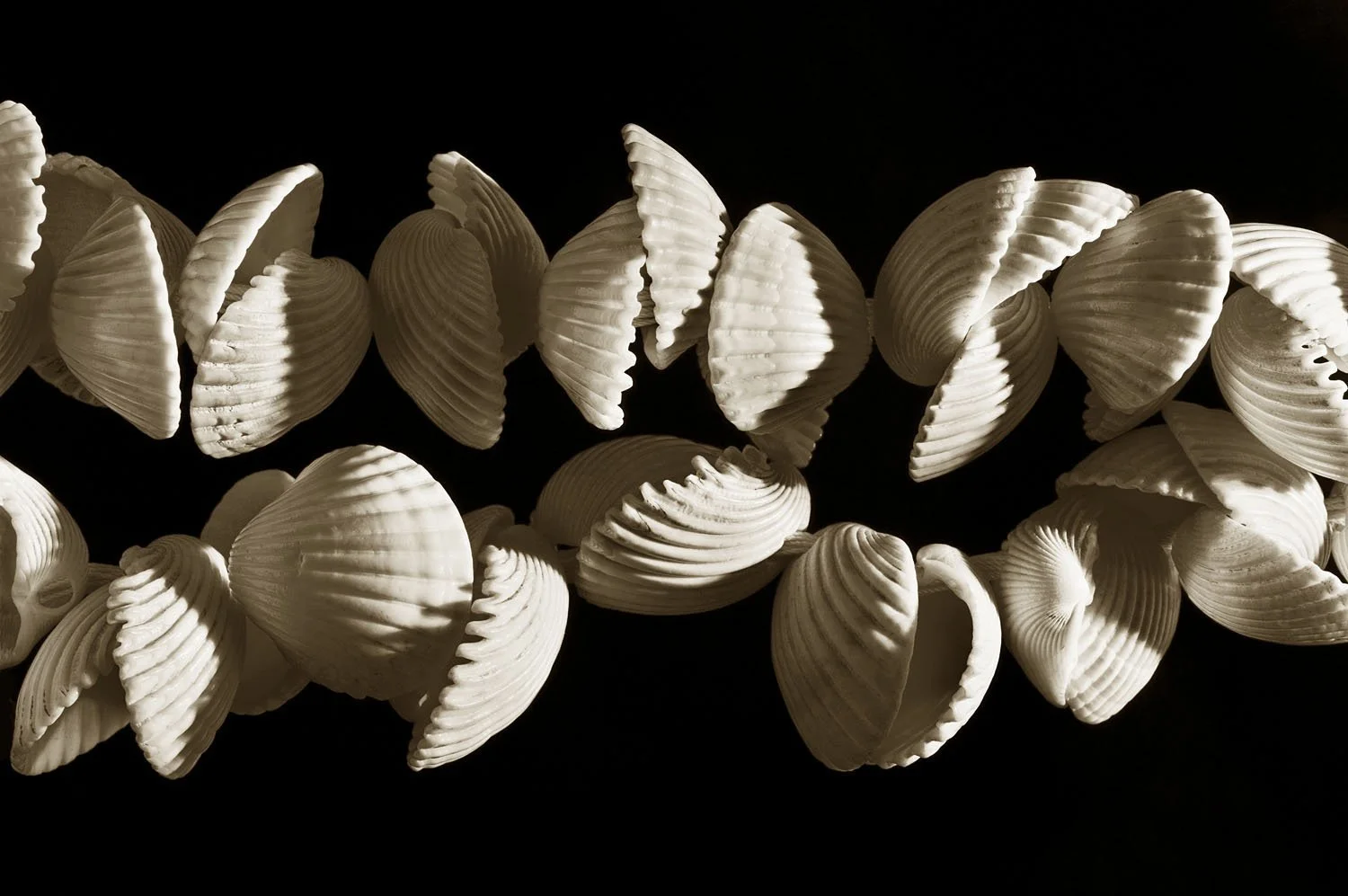 White Ark Clam