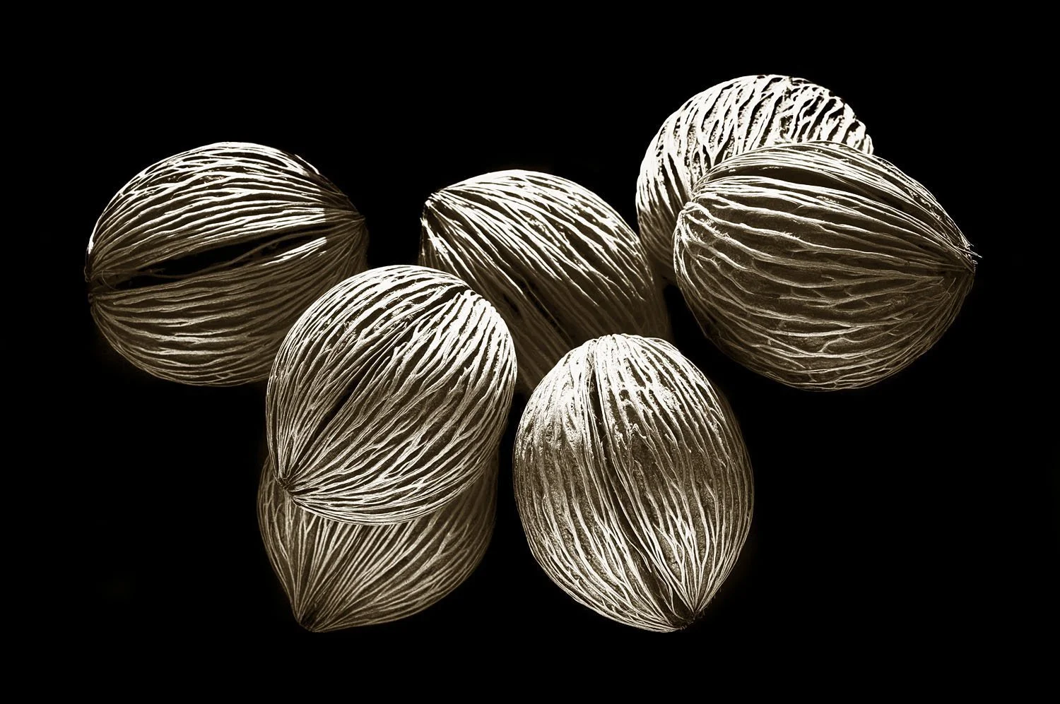 Coconut
