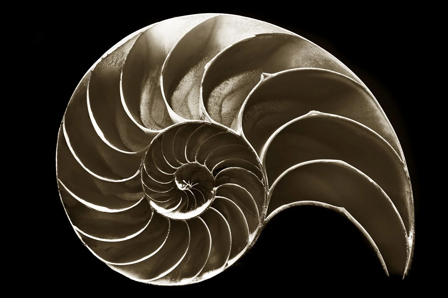 Nautilus