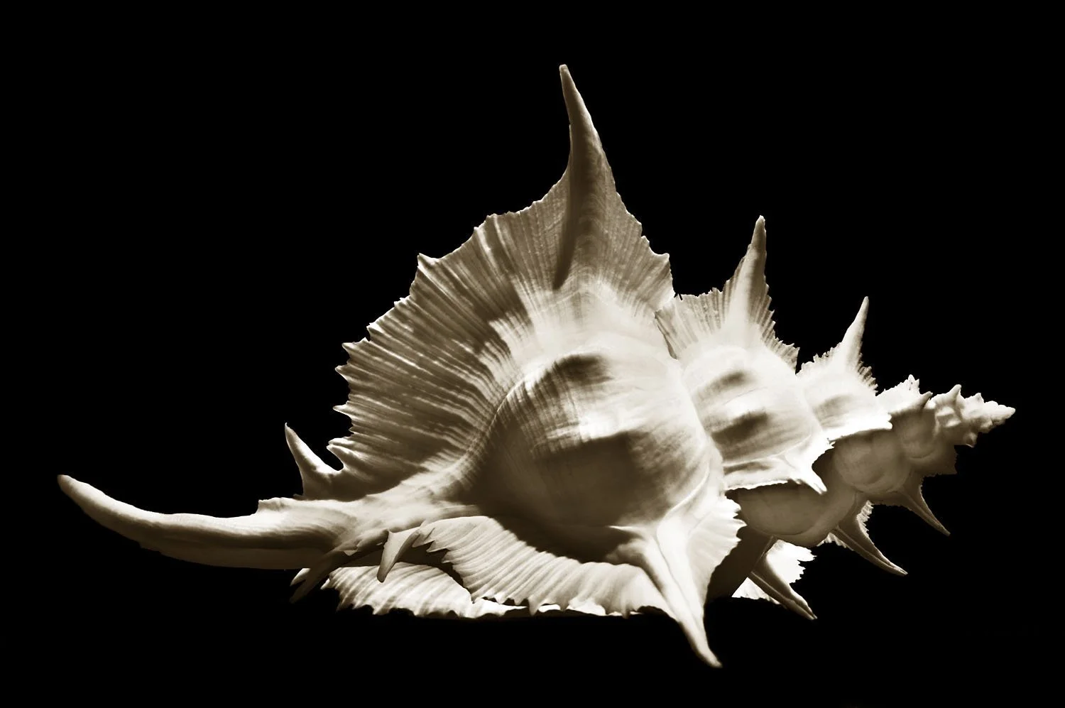 Sea Snail