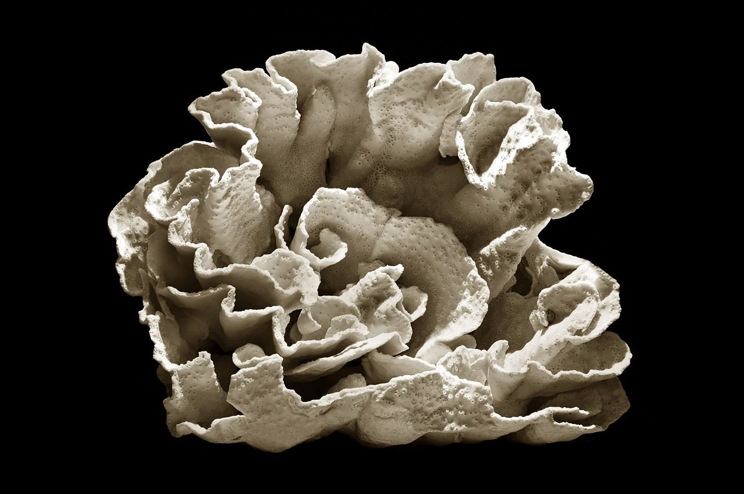 Coral