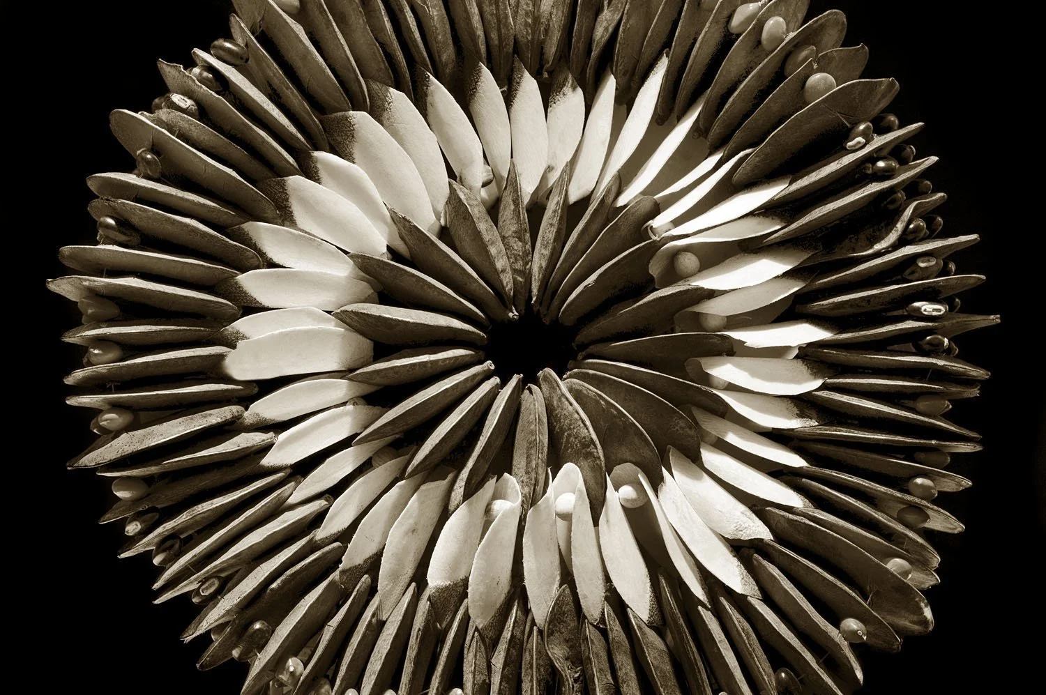 Seed and fish scale