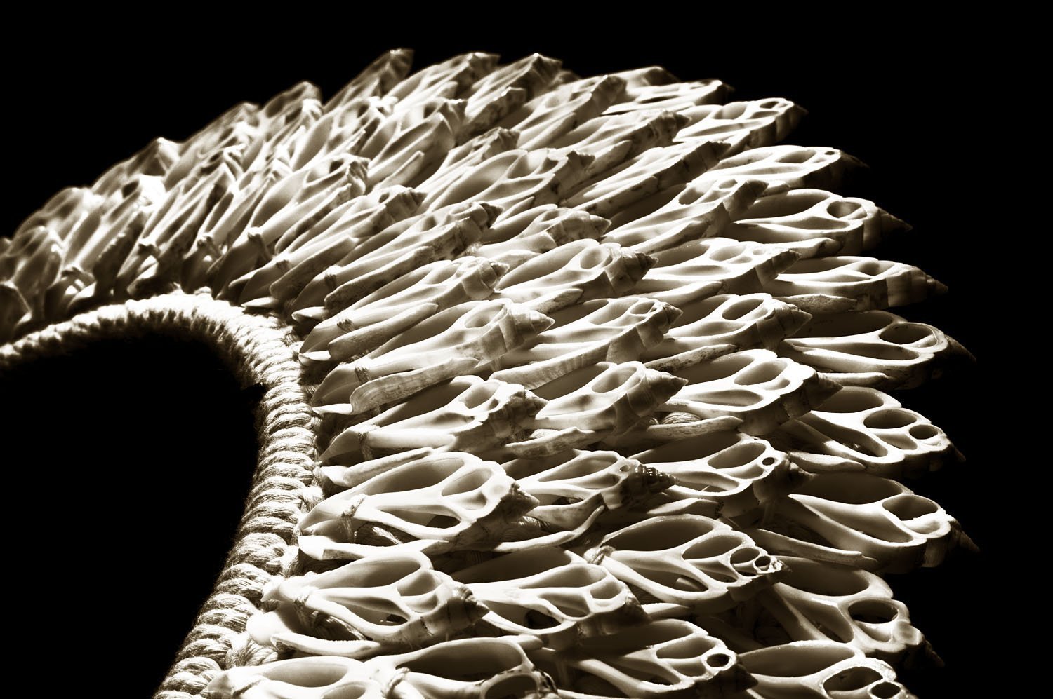 Gastropod