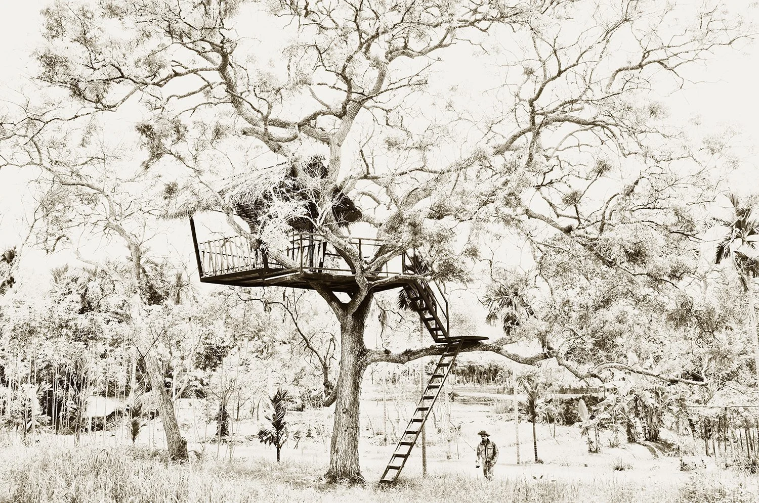 Tree House
