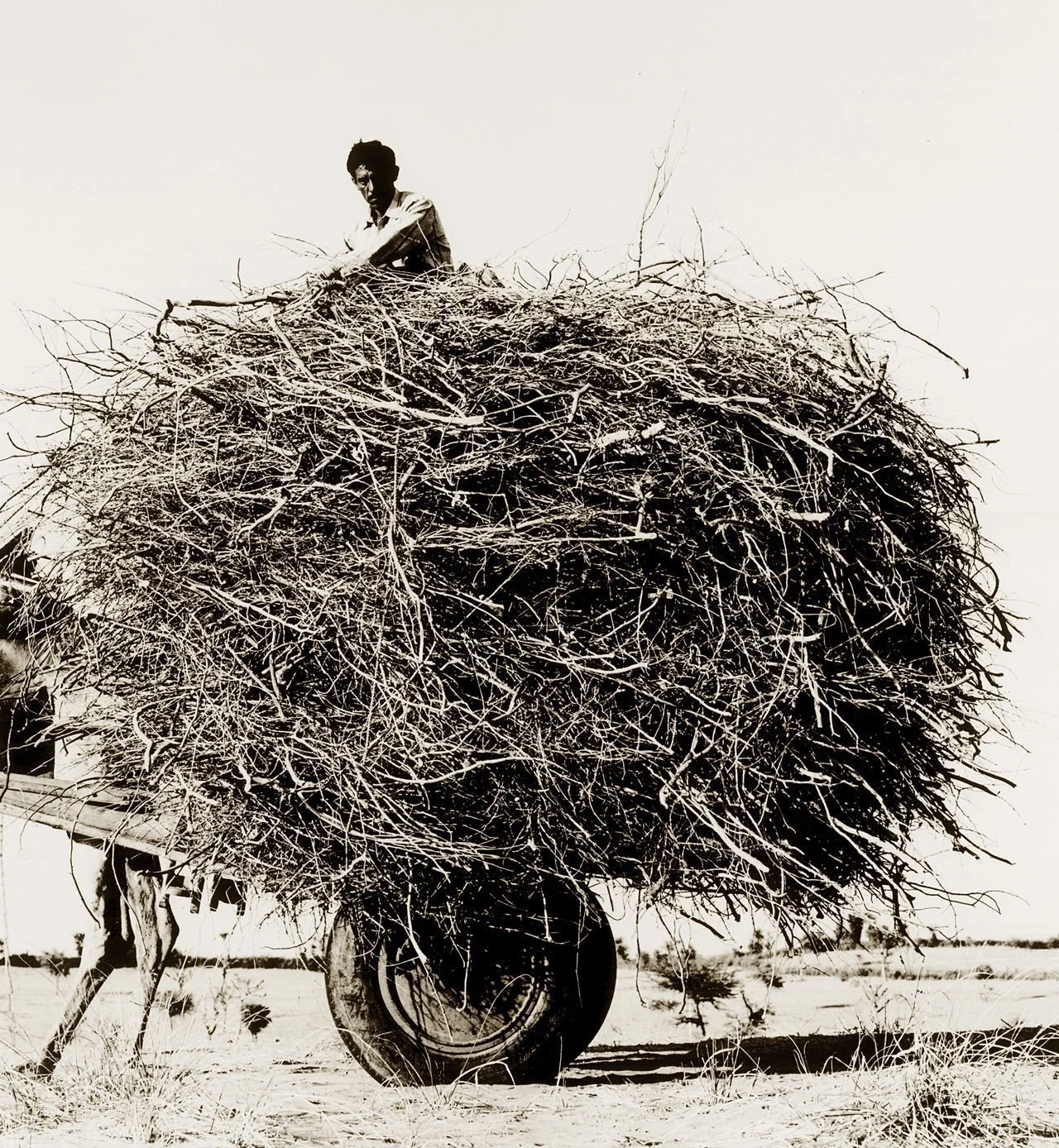 Nest