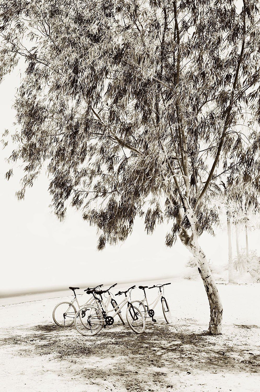 Bike Park