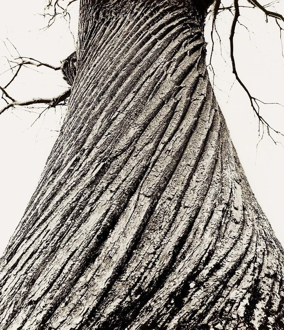 Sweet Chestnut