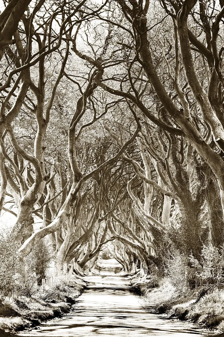 Dark Hedges