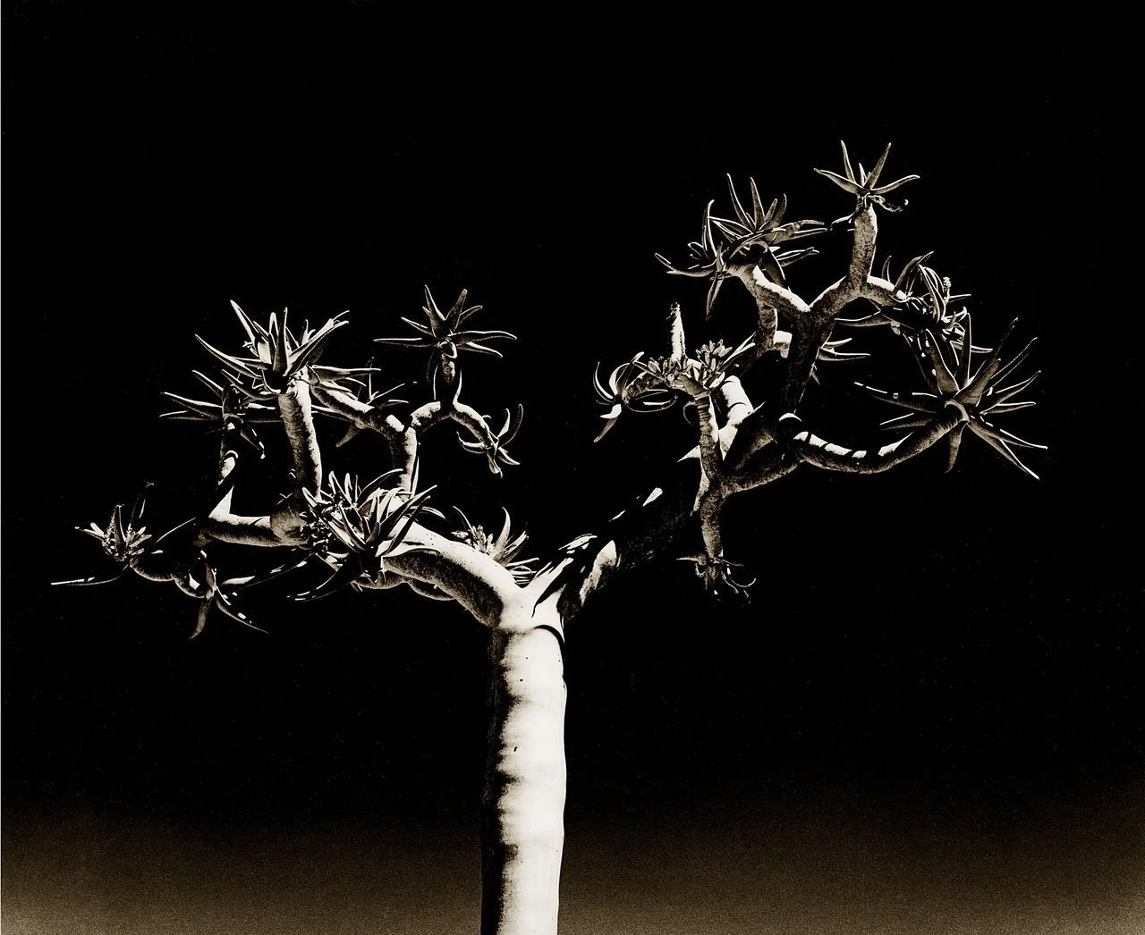 Quiver Tree 2