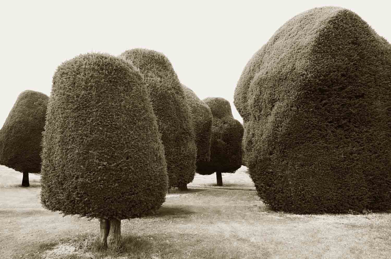 Yew 2