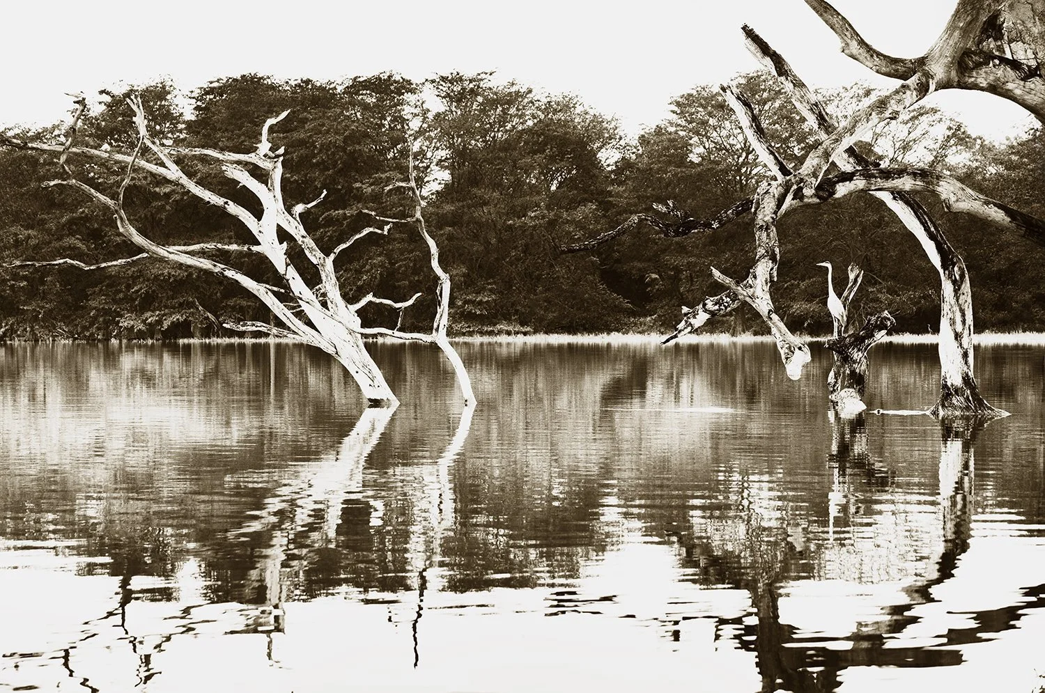 Heron