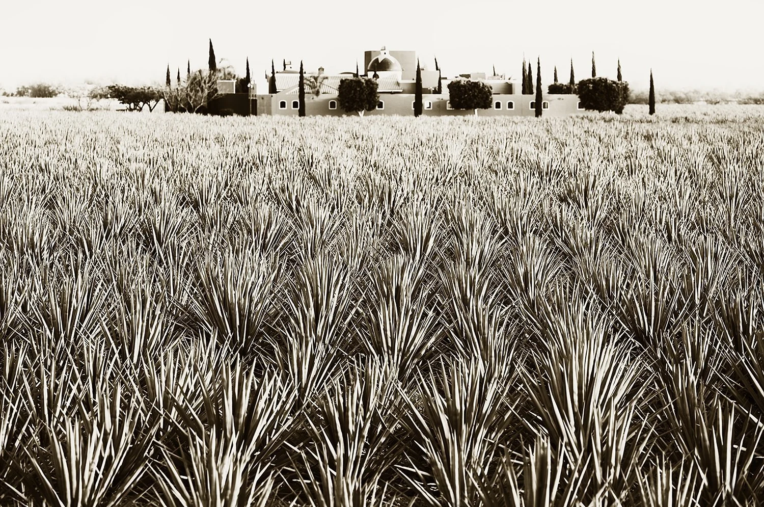 Agave field