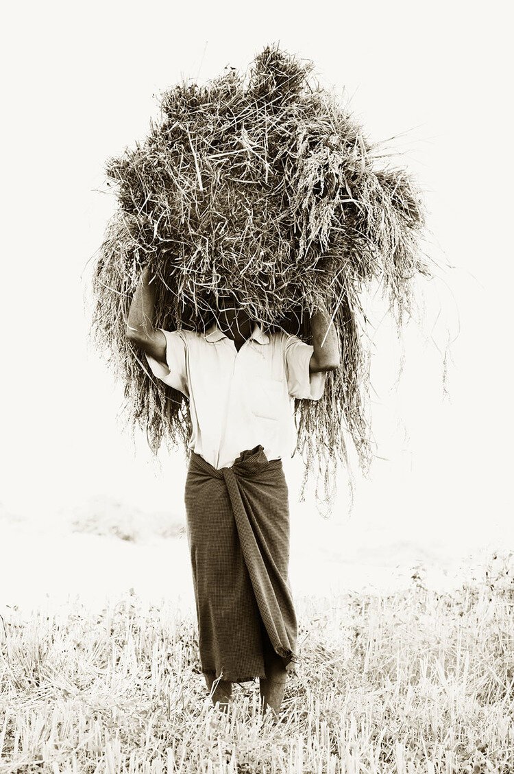 Rice Farmer