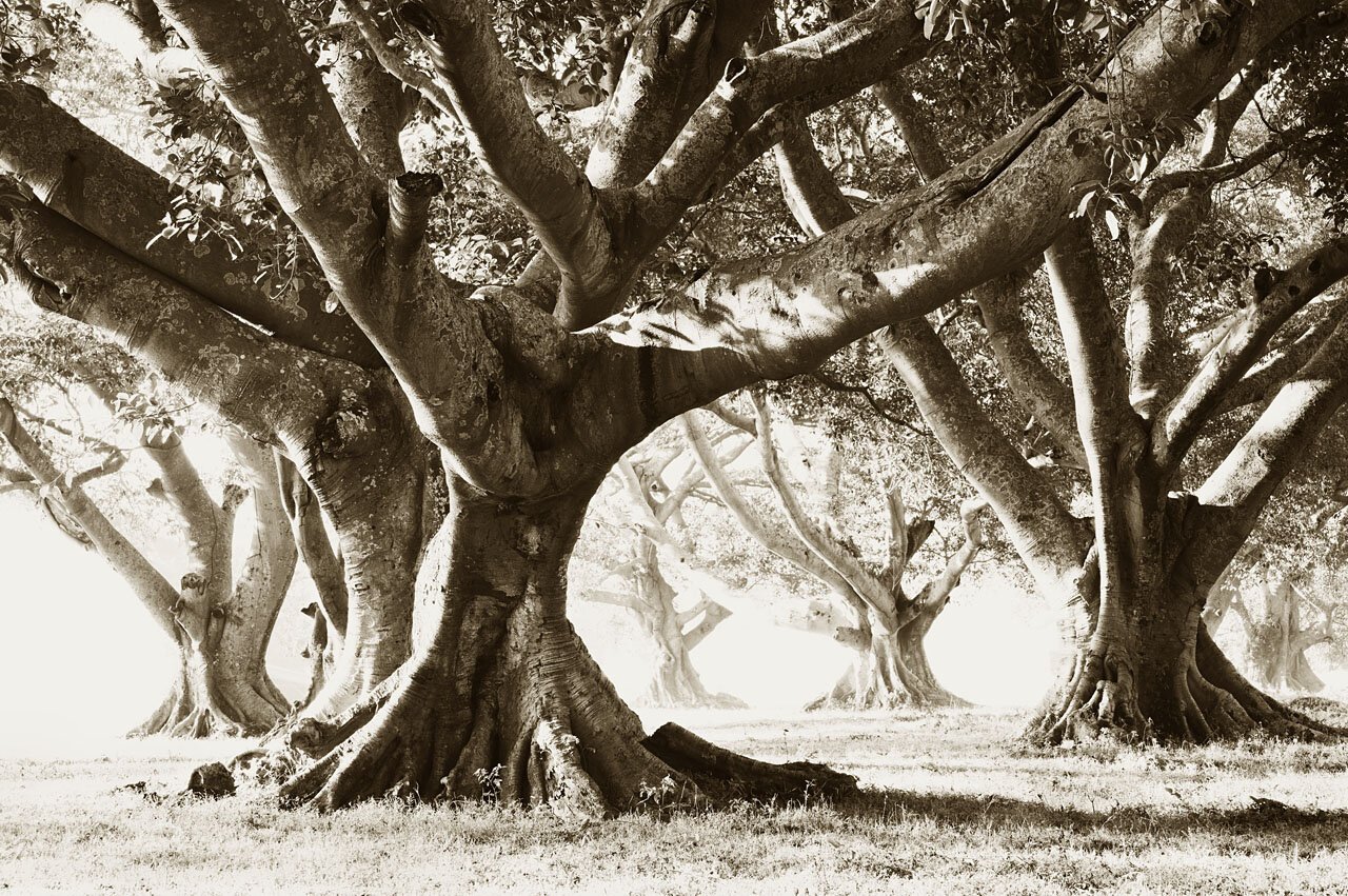 Banyan Trees