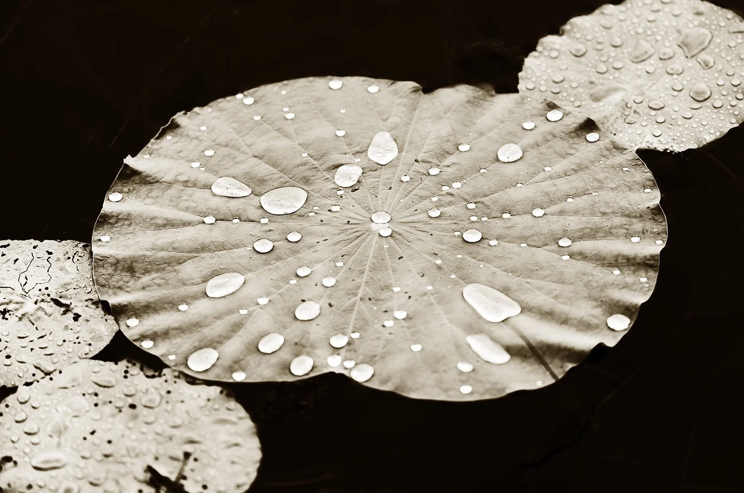 Lilly Pad