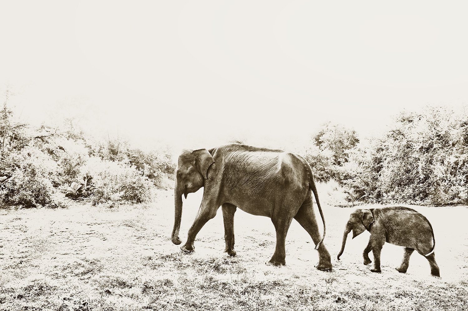 Follow The Leader