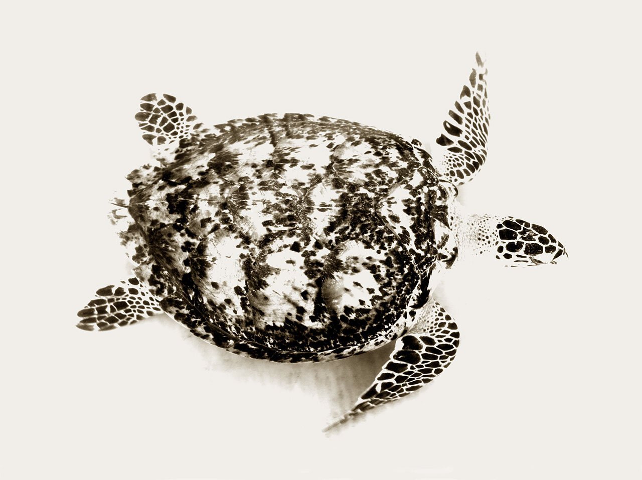 Turtle